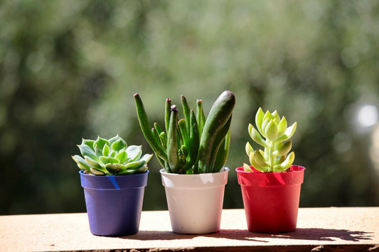 How to Grow Succulents: Simple, Low-Cost, and Relaxing Desktop Greens 🌿